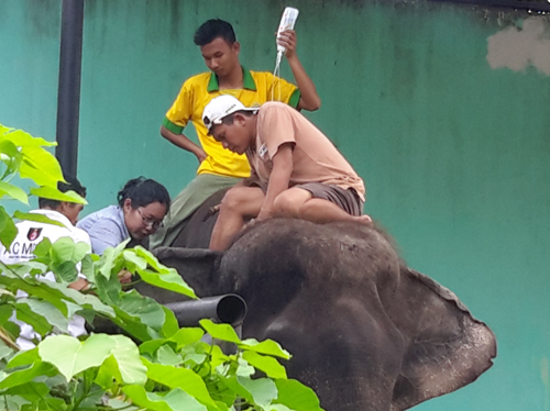 Scorpion: Stop Elephant Riding in Taman Rimbo Zoo, Jambi, Sumatra! (December 16, 2016)